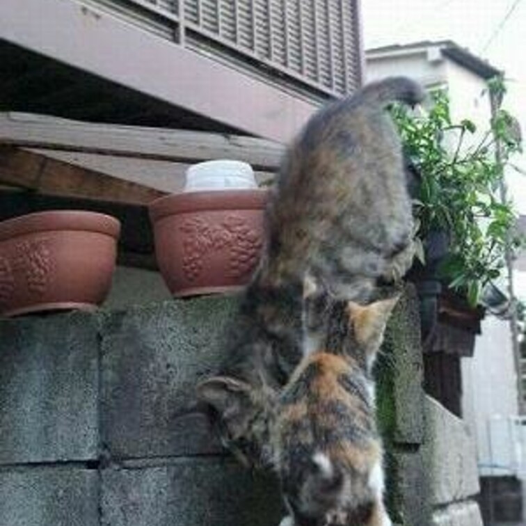 おやこ