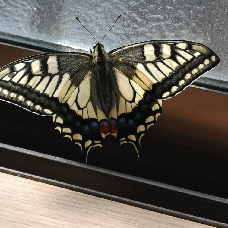 私の日記は5割エロ、5割自然なんです✨😊
そんな今日は、秋から育てたキアゲハが羽化しました✨✨

蝶々の活動期間は