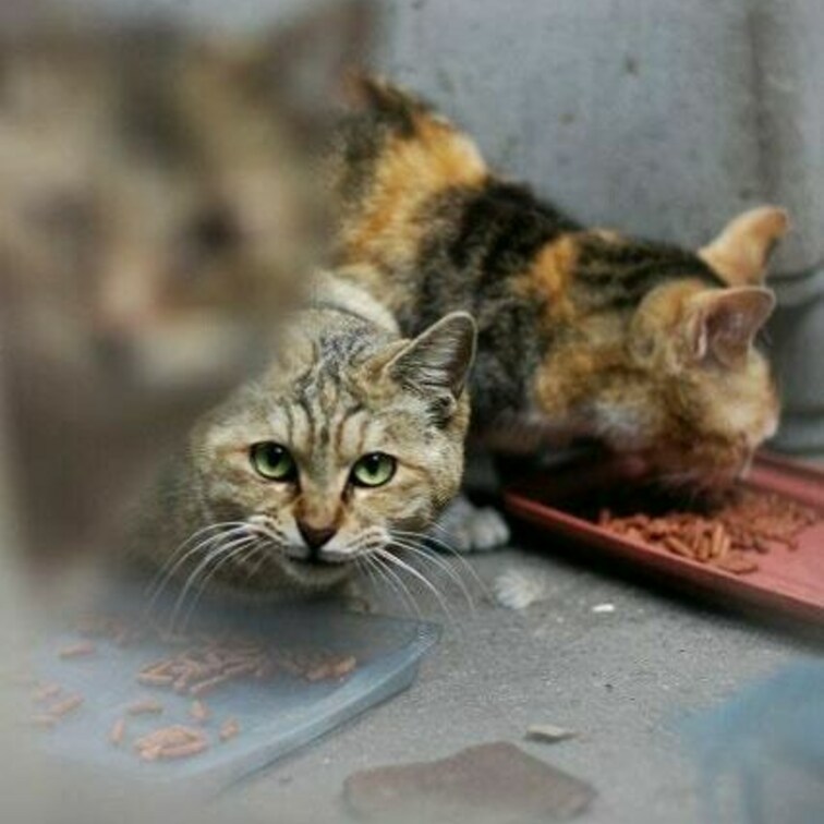 ねこだくさん