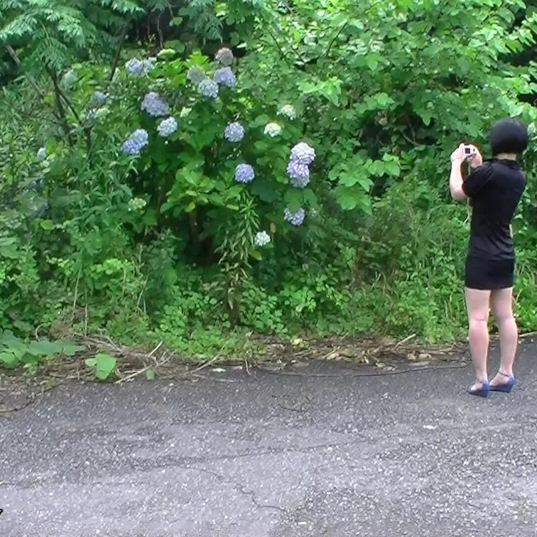 あじさい園に行った時のです。
ノーパンでノーブラに、ミニワンピです。
あじさいで、有名な場所だったんですが
経営者