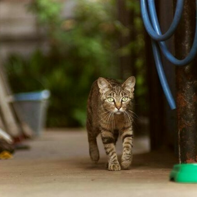 ひょっこり