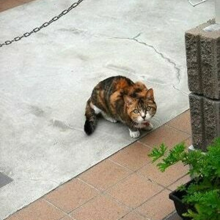 寄ってけ