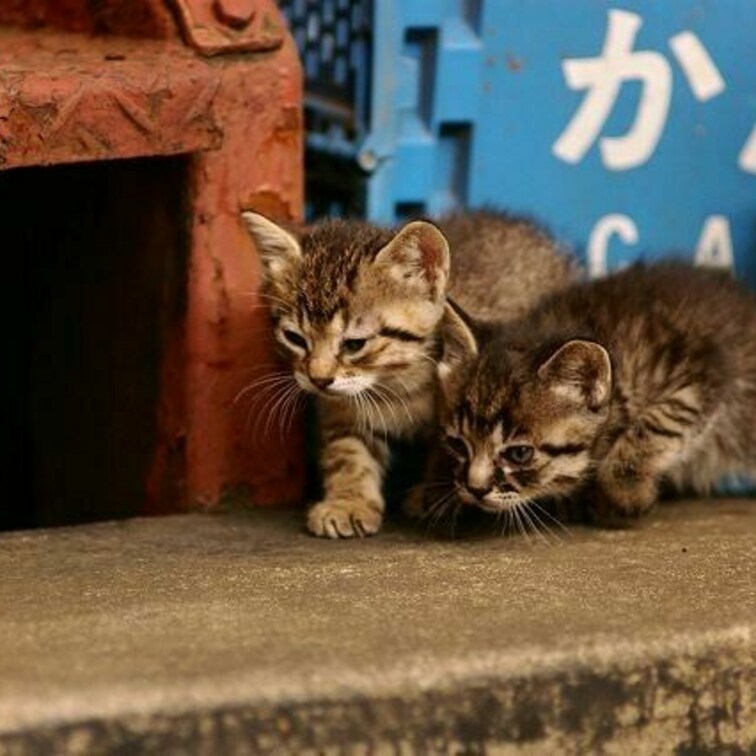 2匹いたのか!