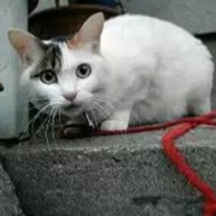 飼われネコさん　かわいいな