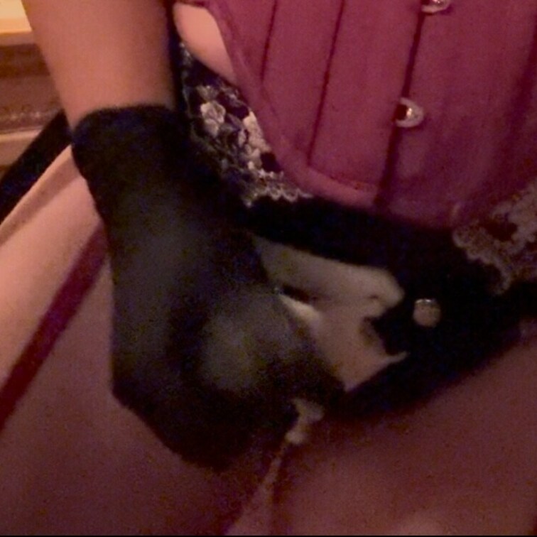 【ペニバンしこしこ】わたくしのペニバンにローションを付け、見せつけながらしこしこ💜チンポ下さいとおねだり必死なマゾ。笑