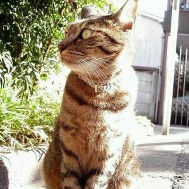 いい日差し
