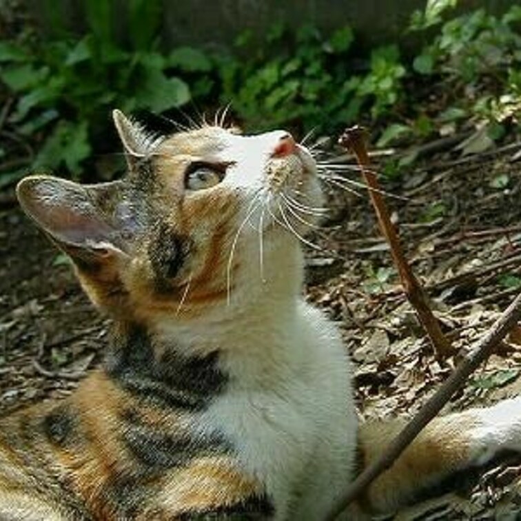 何を見てるんだろう