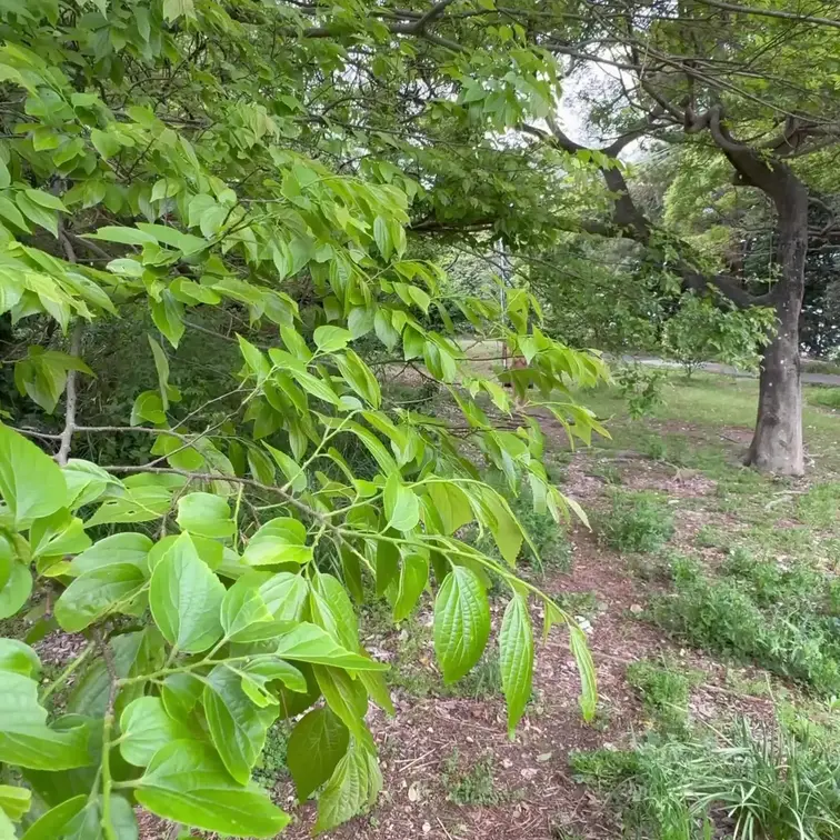 茂み🌱の中の全裸ブランコ