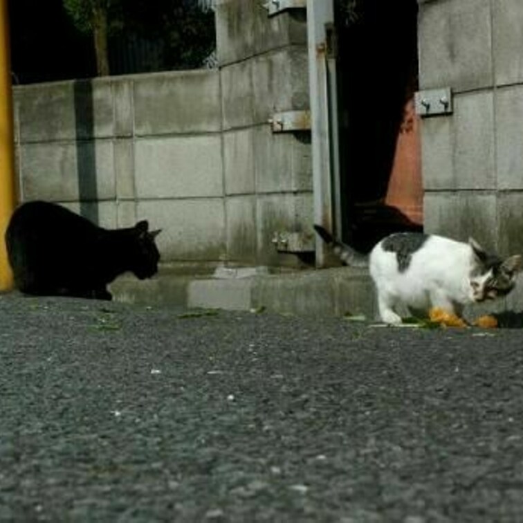 ニャーっちとお○○○さん