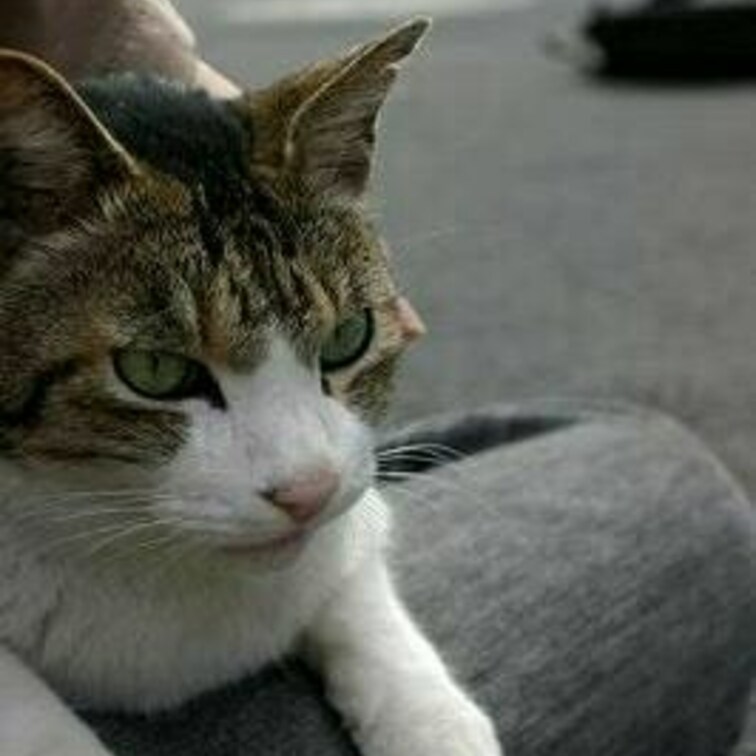 ちゃっかり乗っておりますな