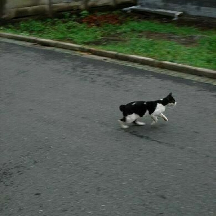 駆ける