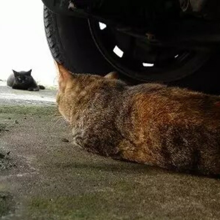 にらめっこ