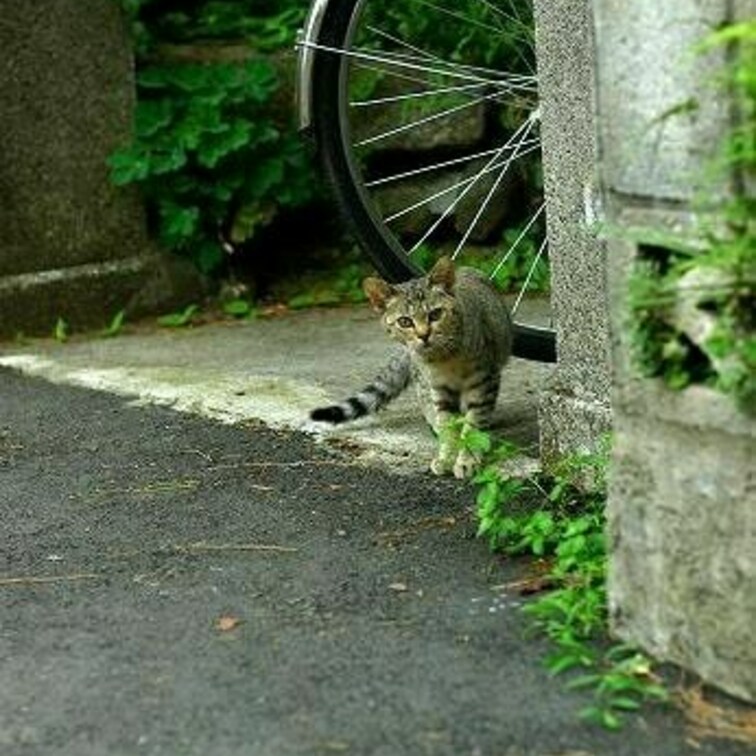 かわいいな