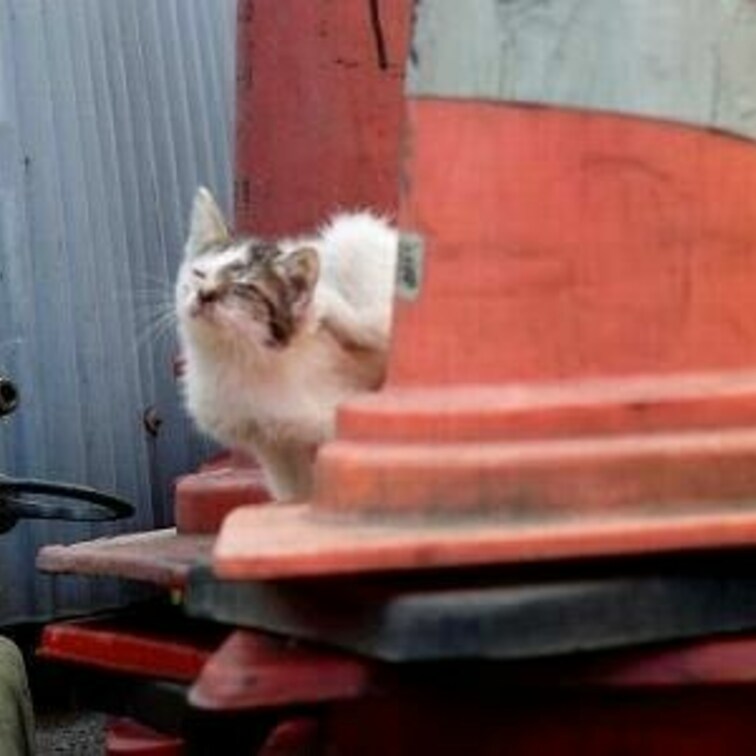 ニャーっち