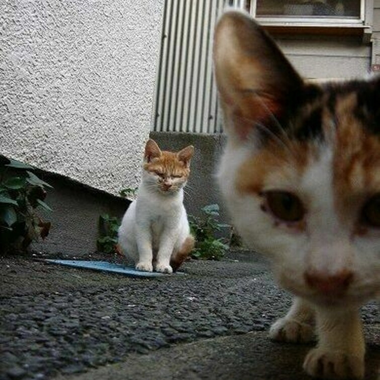 寄り猫