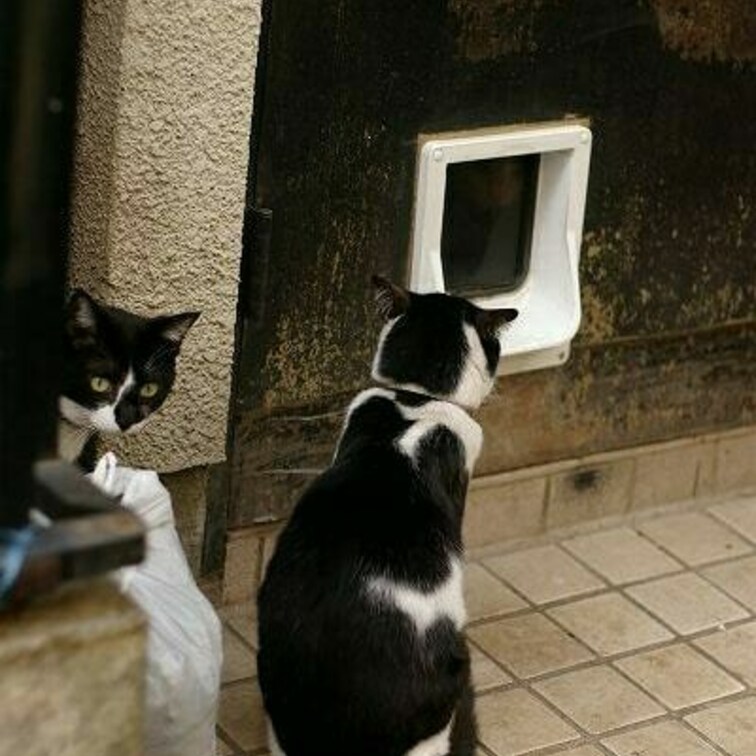 ネコさんドア