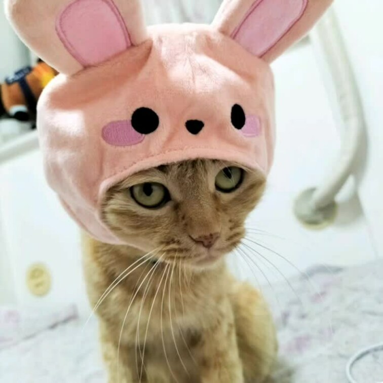 今日のにゃんこ😸