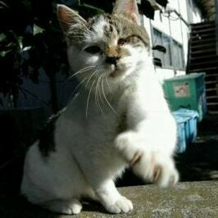 爪が出てるにゃーっち