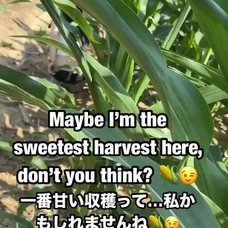 私が畑に入るとトウモロコシ畑が寂しくなくなる理由…