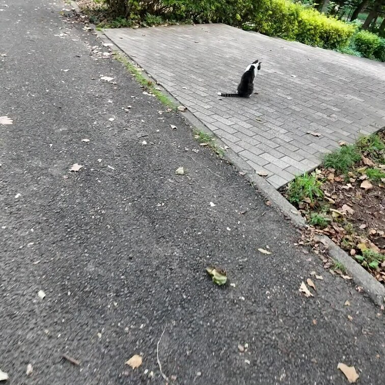 久しぶりの外撮影でにゃんこと出会いました🐈‍⬛‎🤍