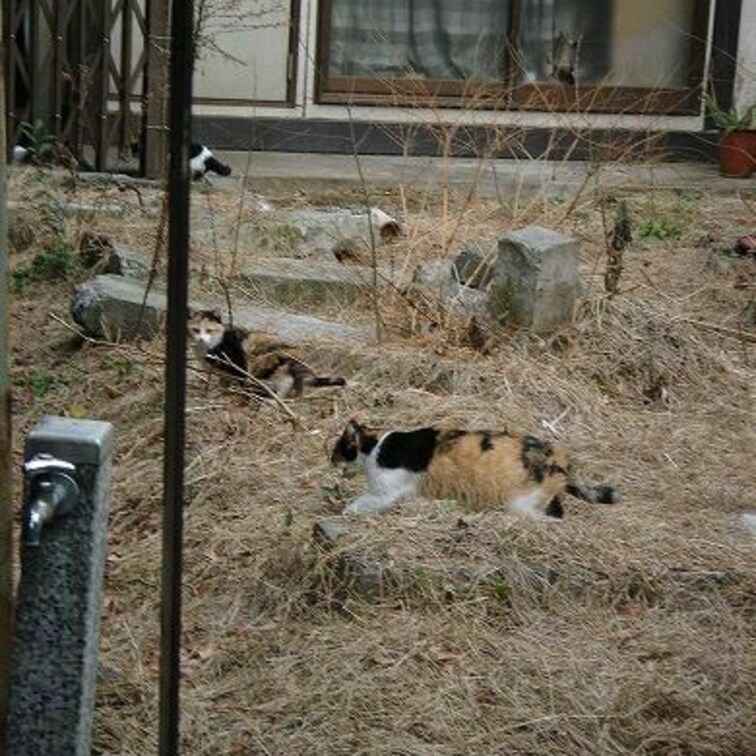 裏庭には二匹街ネコがいる