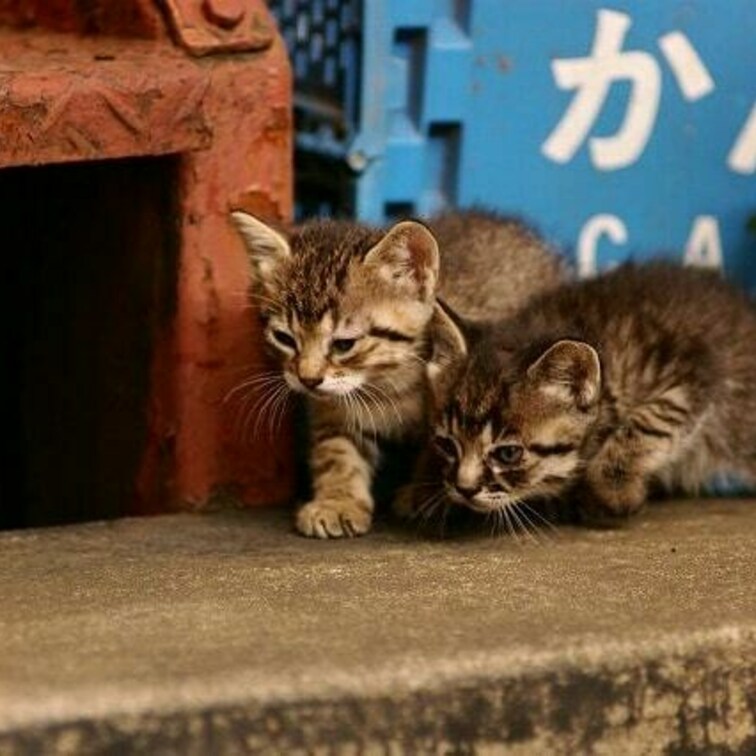 こねこ2匹