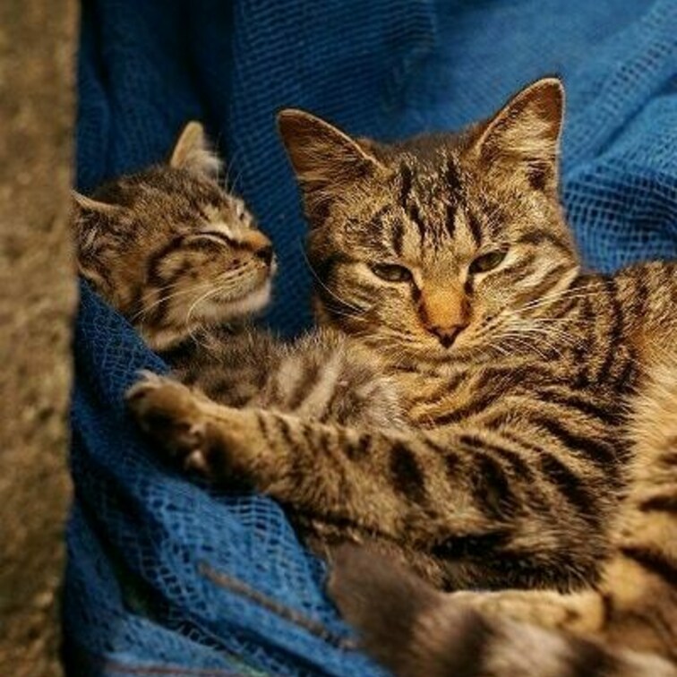 たぶんおやこ