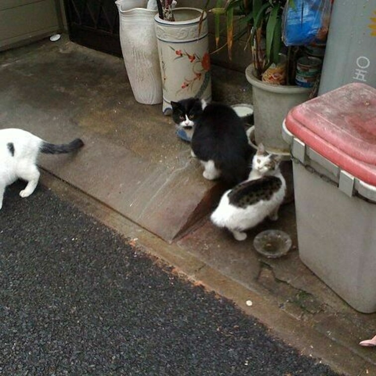金山のネコ溜まり