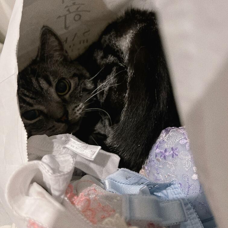 この中、きもちいいんだにゃ〜

落ち着くんだにゃ〜、、、

にゃ！！

見つかってしまったのにゃ🐈💦

