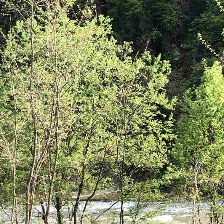 大自然のパノラマ撮影🏔
太陽☀️と緑🌲…今日は日向ぼっこ💫💫最高☀️💫💫💫
