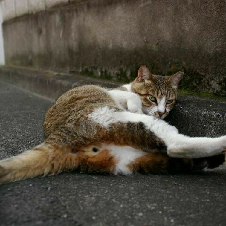おしり