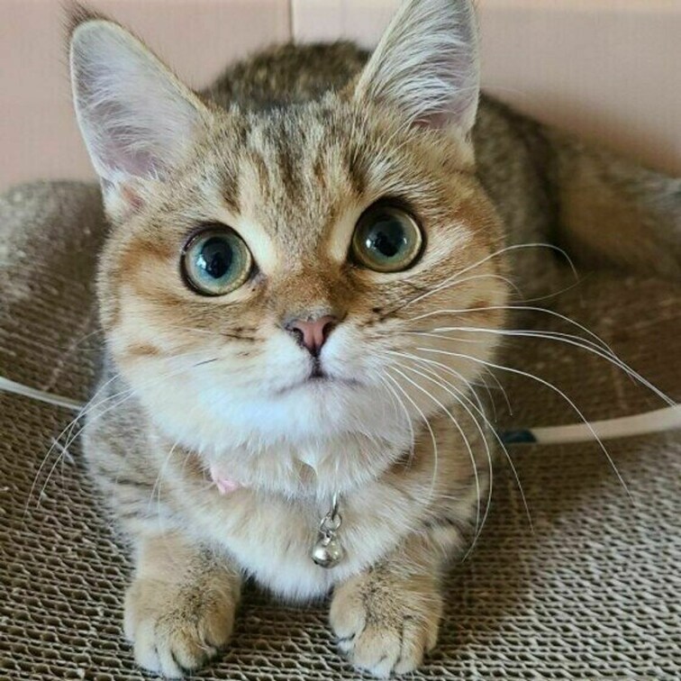 あいうえおかきくけこ
