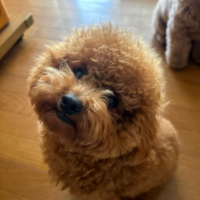 今日おばあちゃんの家で冷蔵庫運ぶの手伝ったら体力がつきました。。。( ˊᵕˋ ;)苦笑い

なので写真とムービお休み