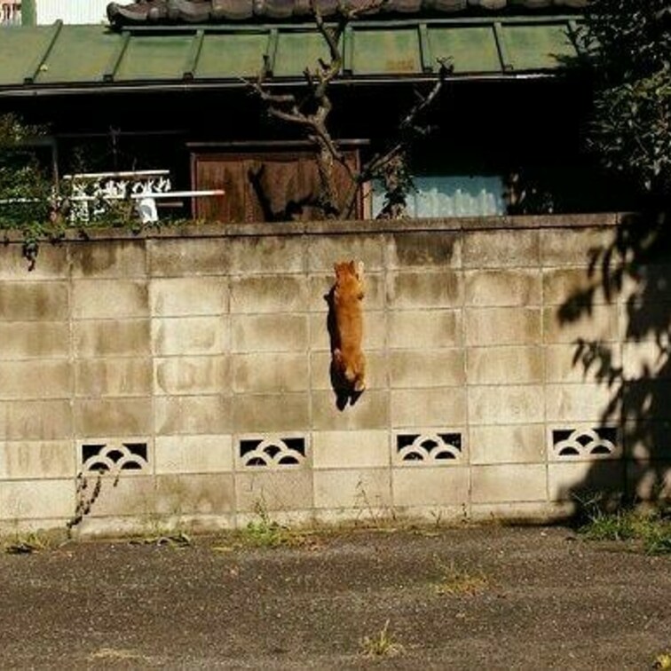 登るぜ