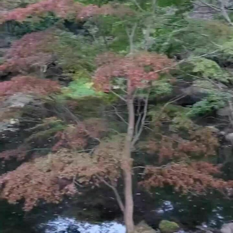 スタッフさん協力の上、公園で野〇露出撮影しました📸︎‪💕
自然豊かで、鯉も泳いでいていい場所でした😍