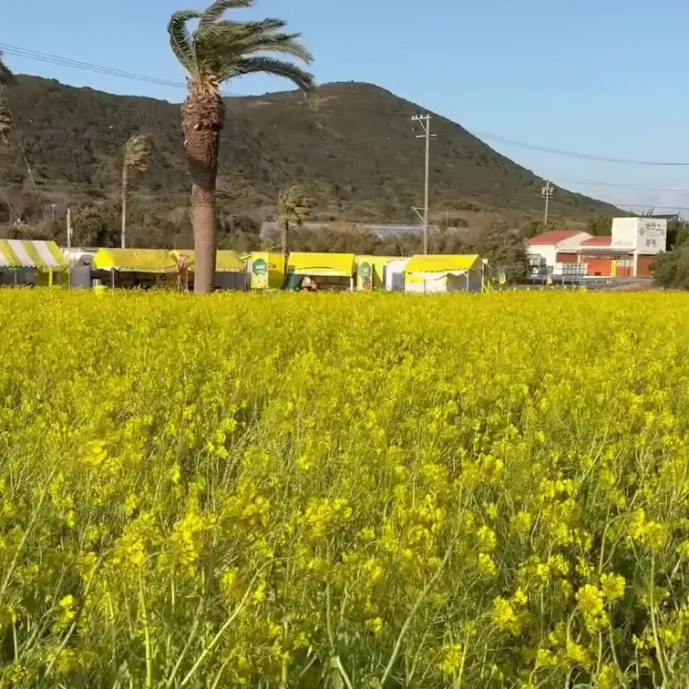 そろそろかな🌼

寒波❄️が来てますが

そろそろ春🌼が恋しくなってきました

πドーン💥で温まってください