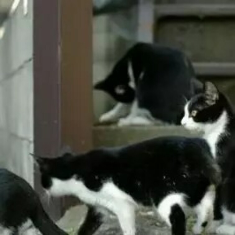イッパイアッテナ