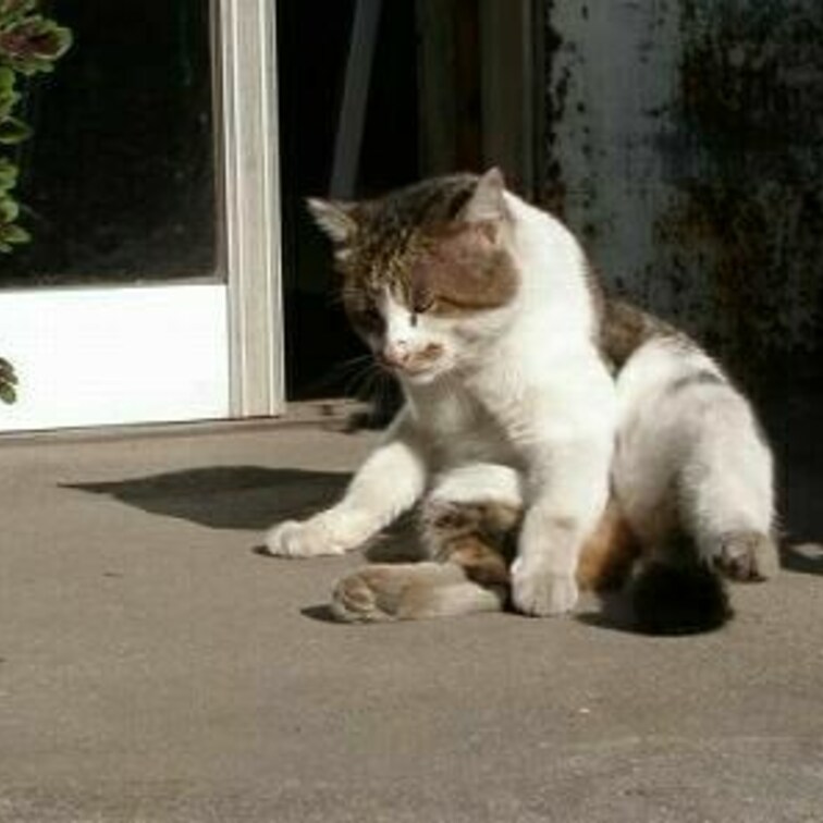 太くてカワイイ