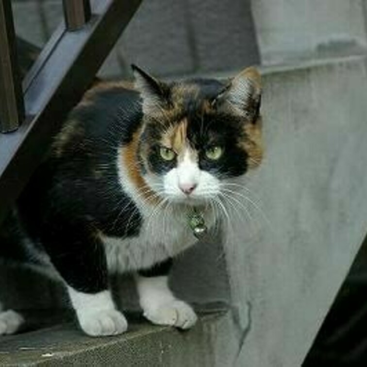 顔がよい