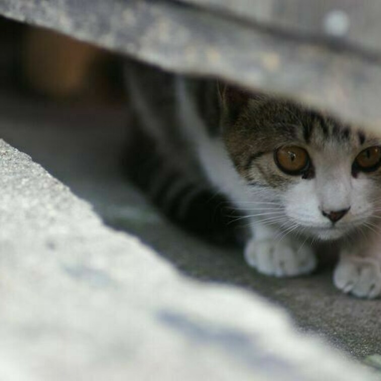 覗き猫