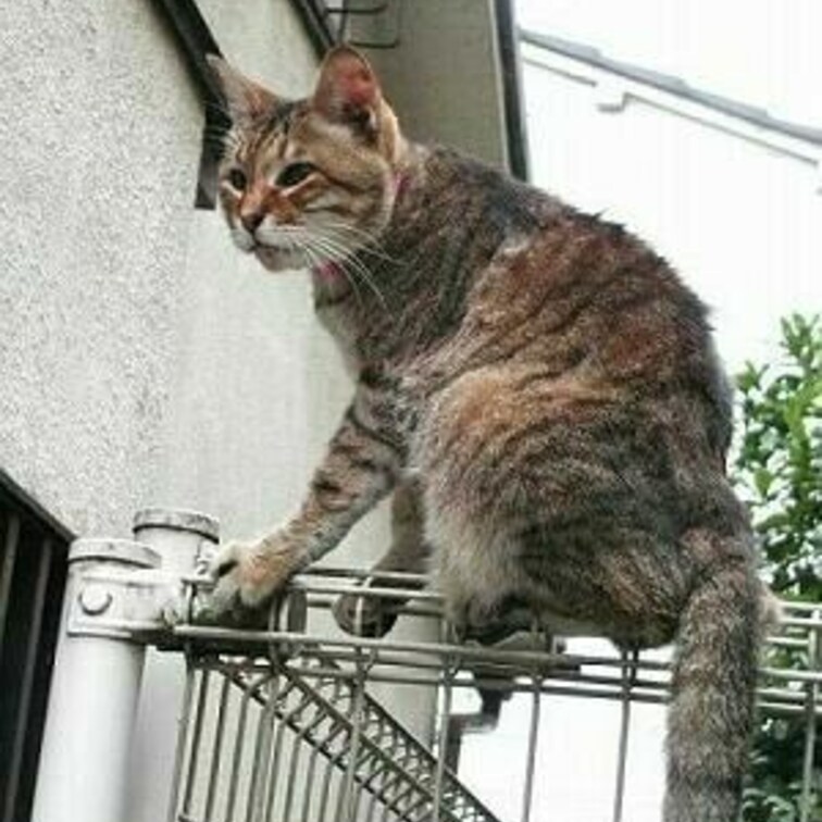 ナイスバランス