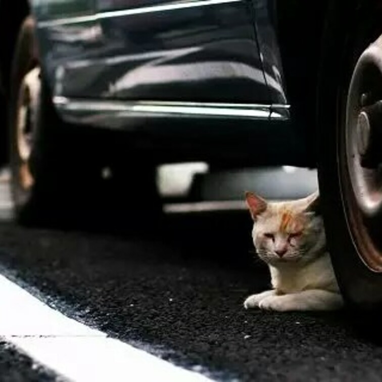 自動車だいすき