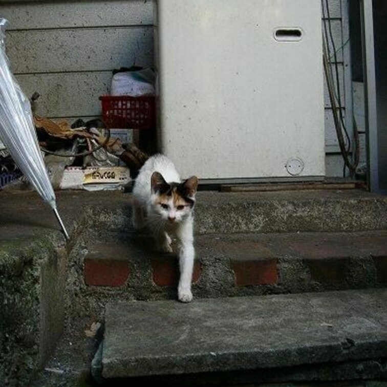 傘が写真のアクセント