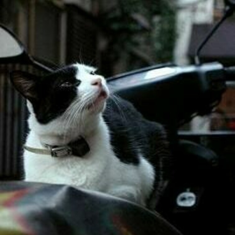 バイクだいすきー