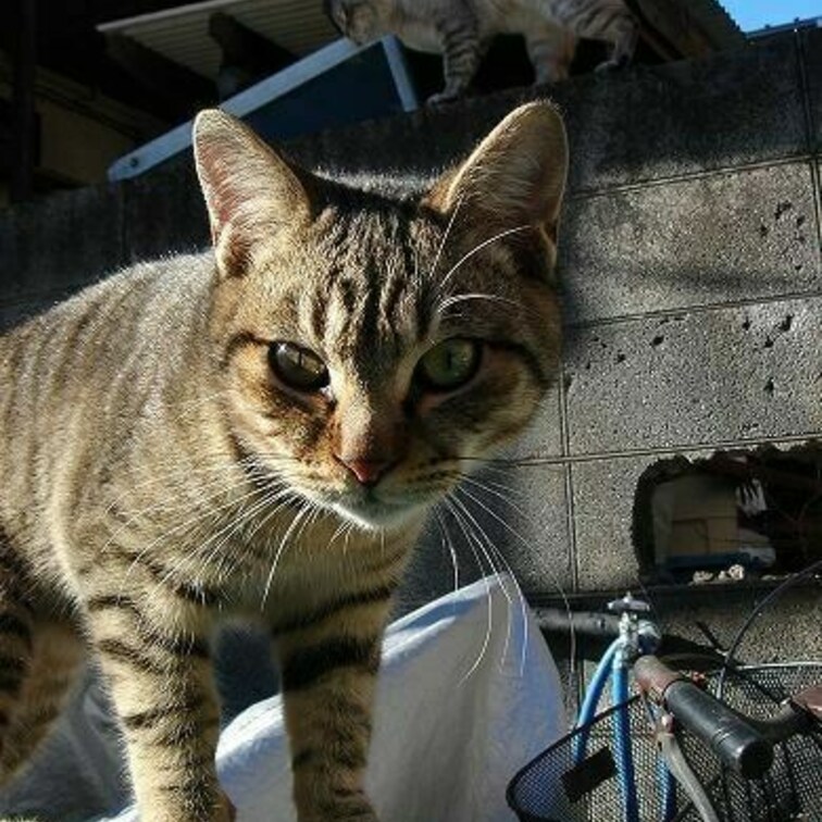 のしっっ