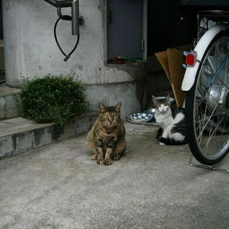 自転車とダンボール