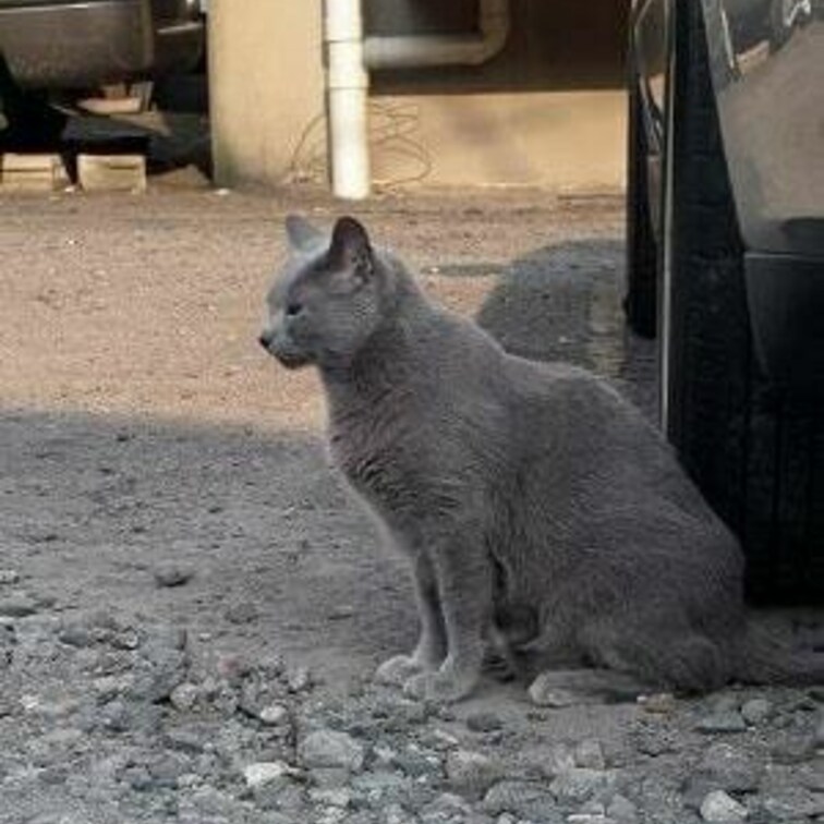 放し飼いロシアンブルー