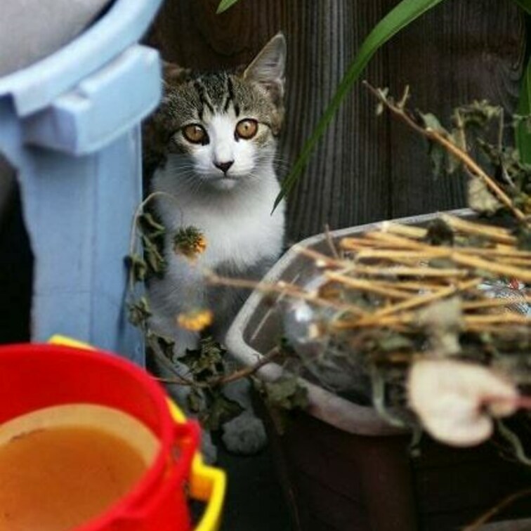 目がクリックリしててカワイイな