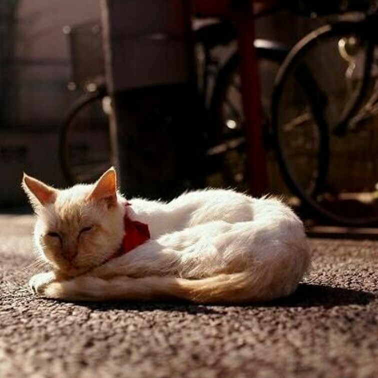 オシャレさんは、飼い主のおばあさんの帰宅を待ちながら日向ぼっこ
