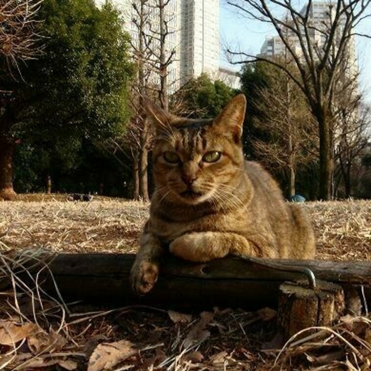 たぶん新宿中央公園